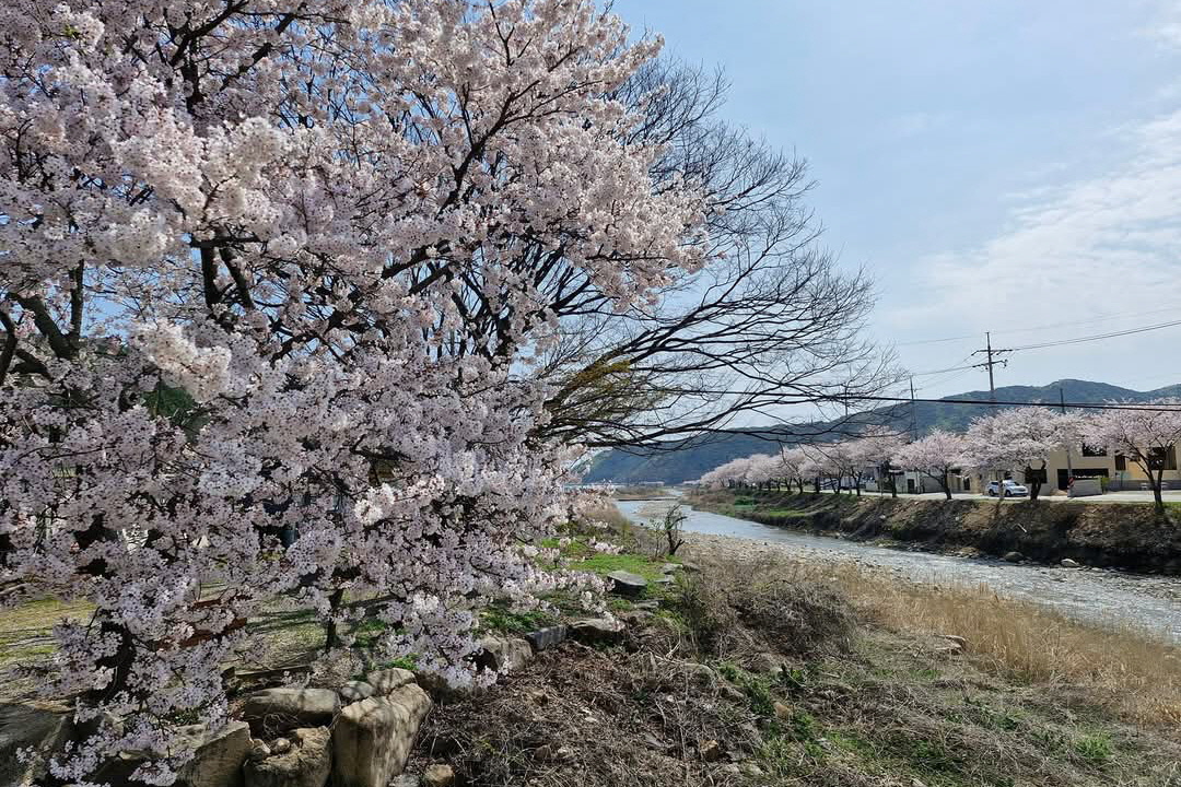 2024 상계리 벚꽃 사진