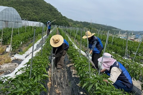 월성원자력본부 제2발전소 시스템엔지니어링부 자원봉사회원들이 농촌 일손 돕기 봉사활동을 펼쳤다.
