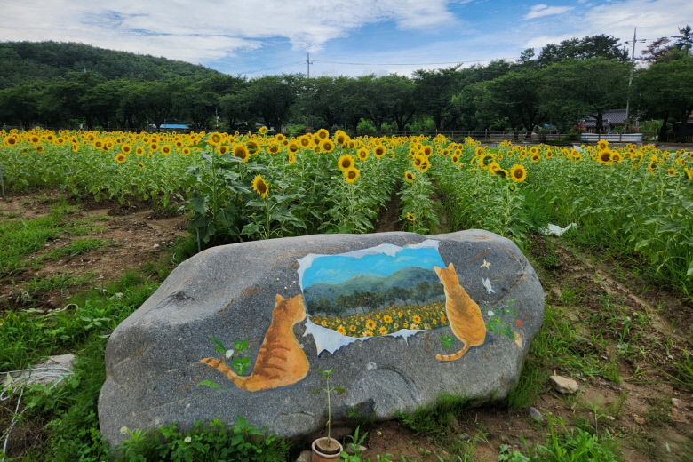 보덕동이 해바라기 꽃을 식재했다.