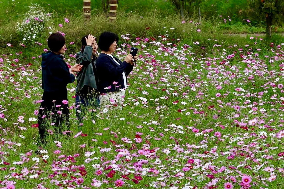 1. 천북면) 코스모스 꽃밭.jpg