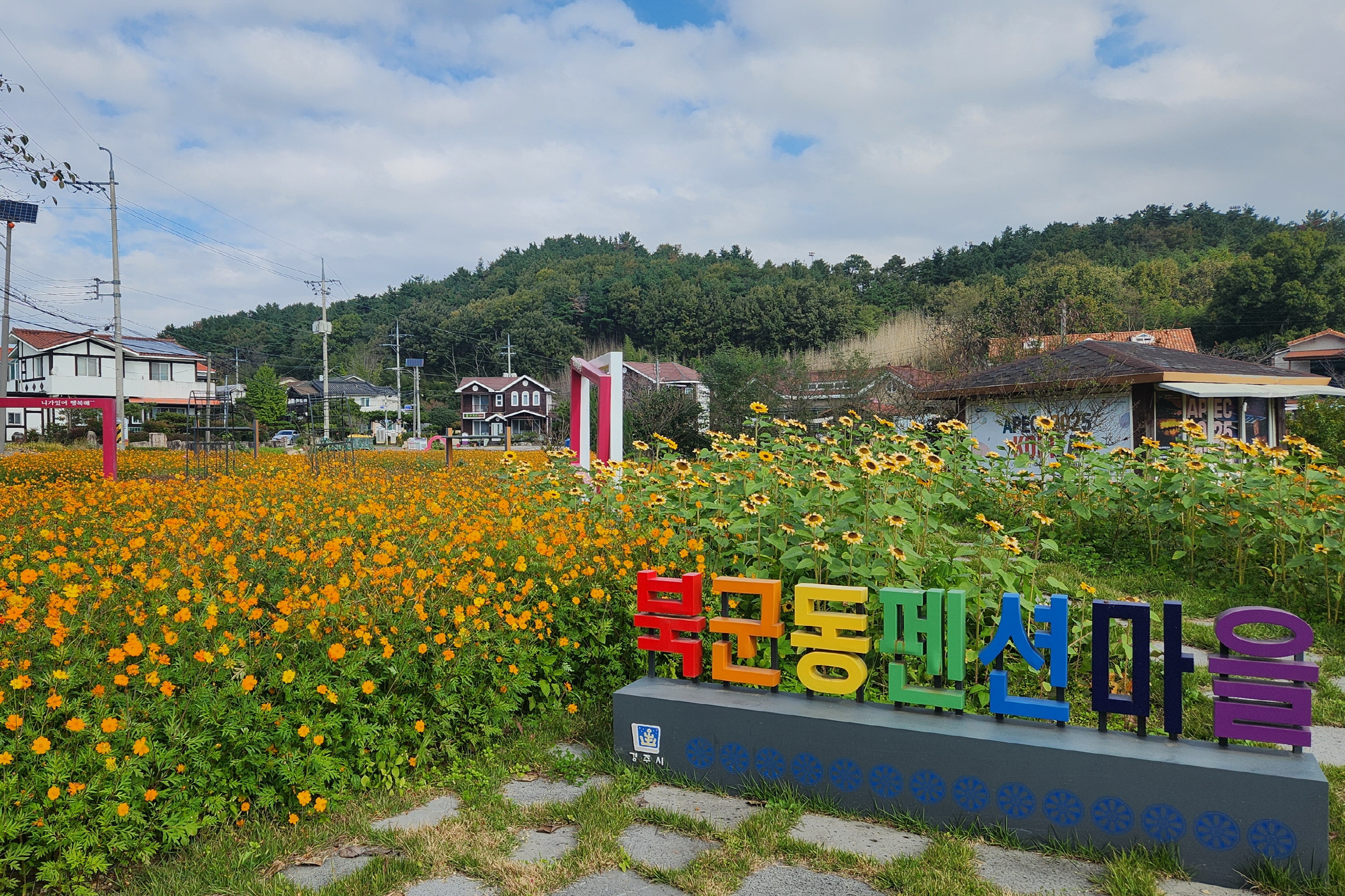 2. 보덕동) 코스모스만개사진.jpg