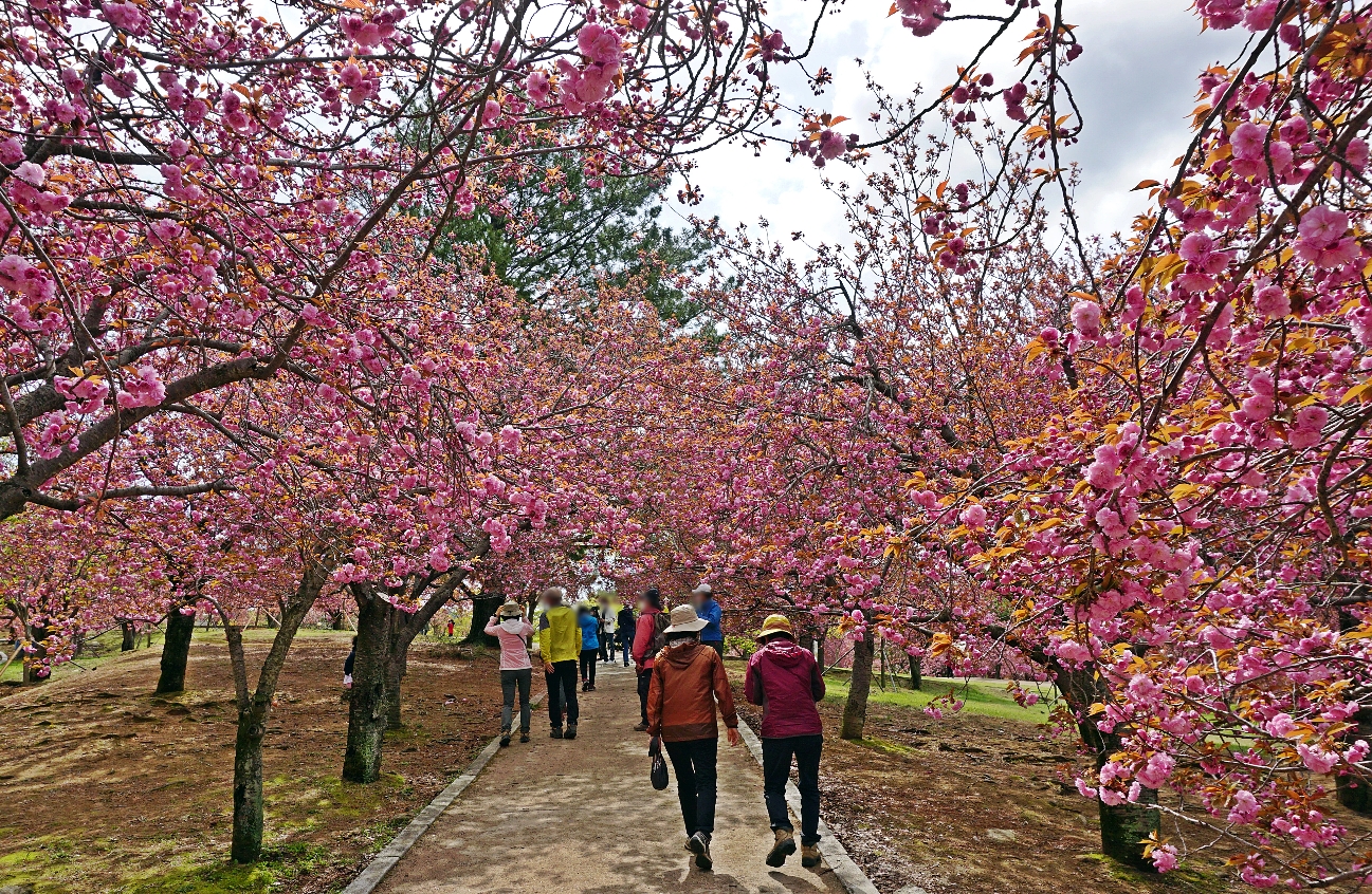 경주 불국공원 겹벚꽃 군락지에 만개가 진행되고 있는 겹벚꽃 모습