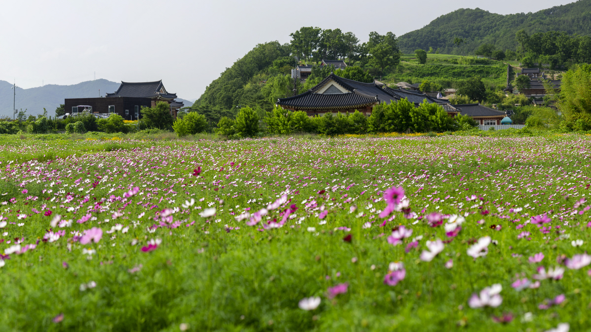 코스모스 단지 전경