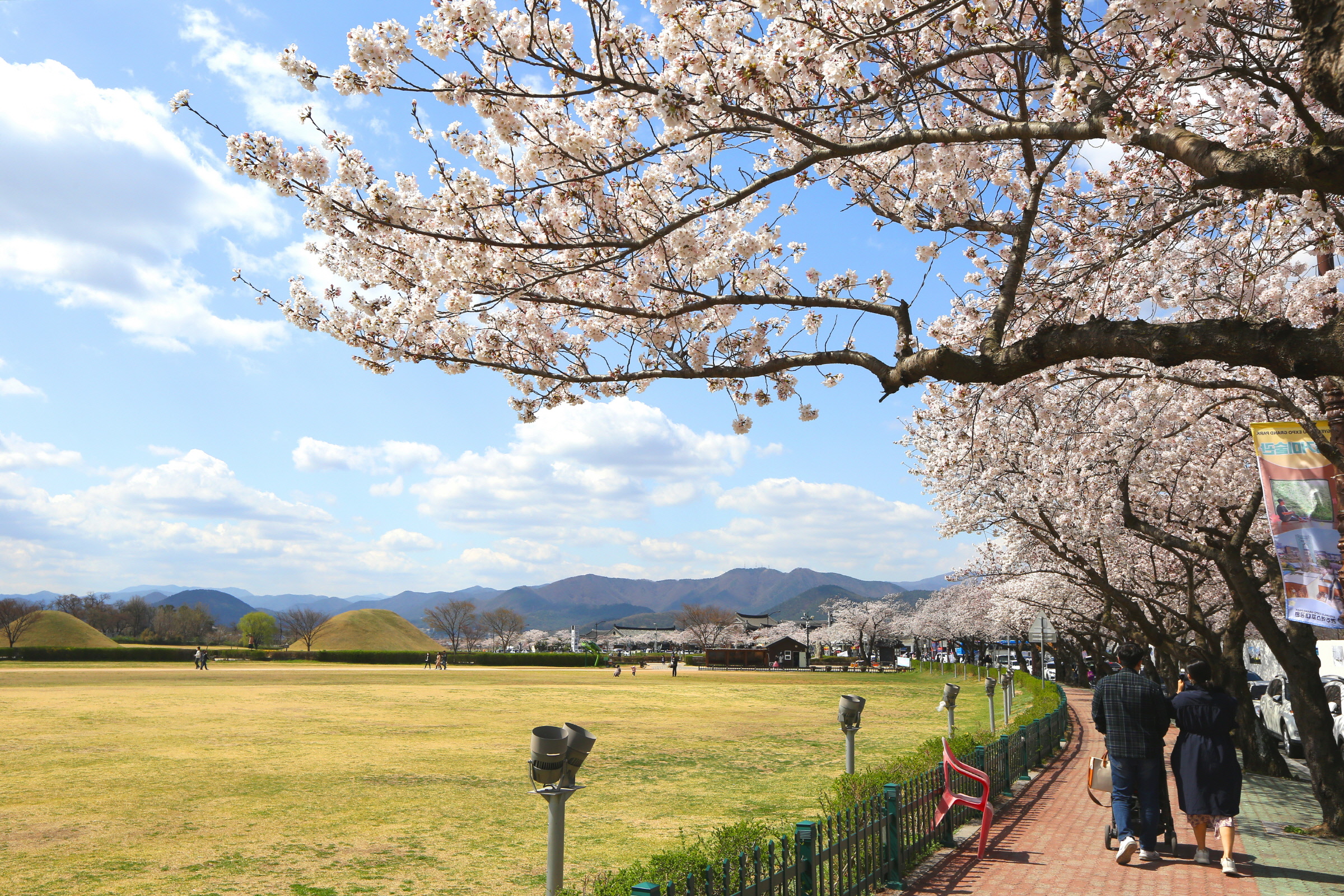 경주 벚꽃명소 벚꽃 절정, 상춘객 발길 이어져 (동부사적지)