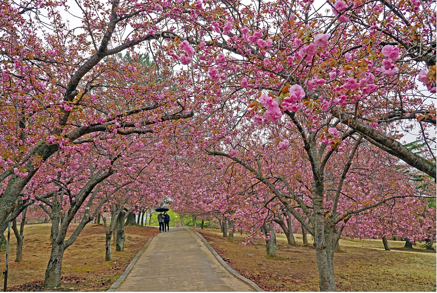 경주 불국공원 겹벚꽃 군락지에 만개가 진행되고 있는 겹벚꽃 모습