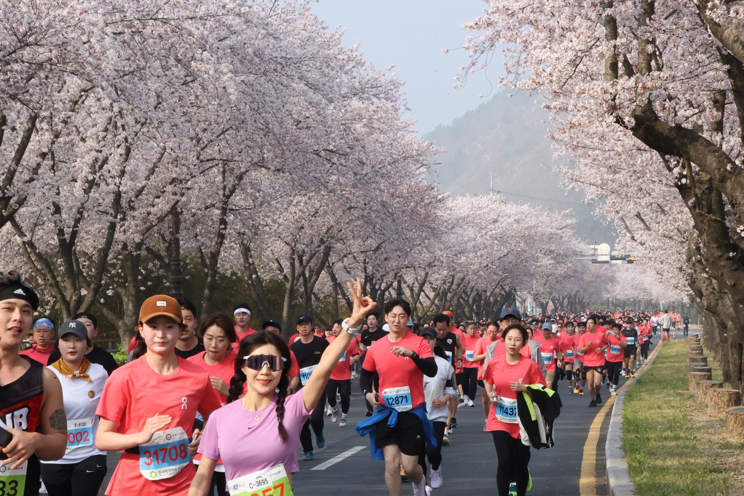 4년 만에 열린 경주벚꽃마라톤 1만여 참가자 물결...벚꽃보다 더 장관