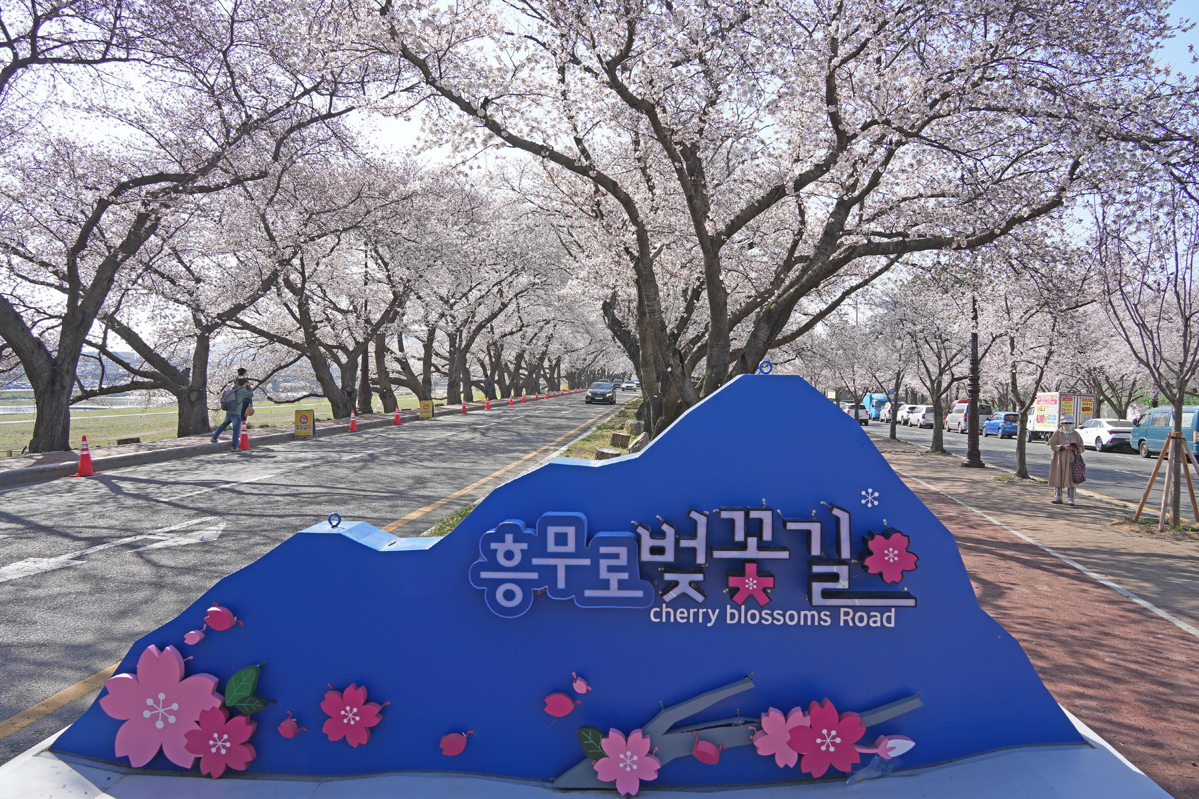 4. 흥무로 벚꽃.jpg