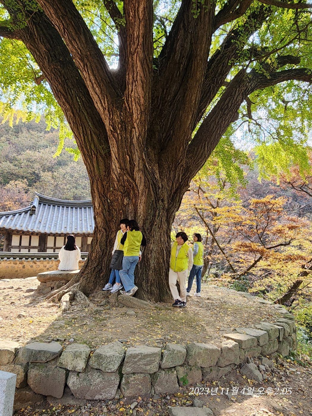 경주의단풍