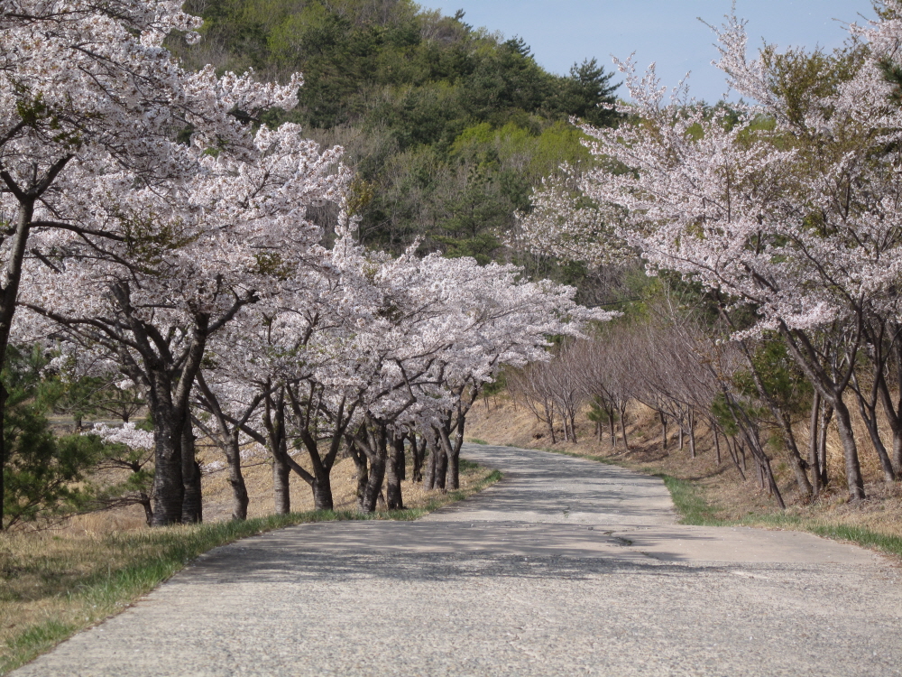 OK목장 입구(봄)