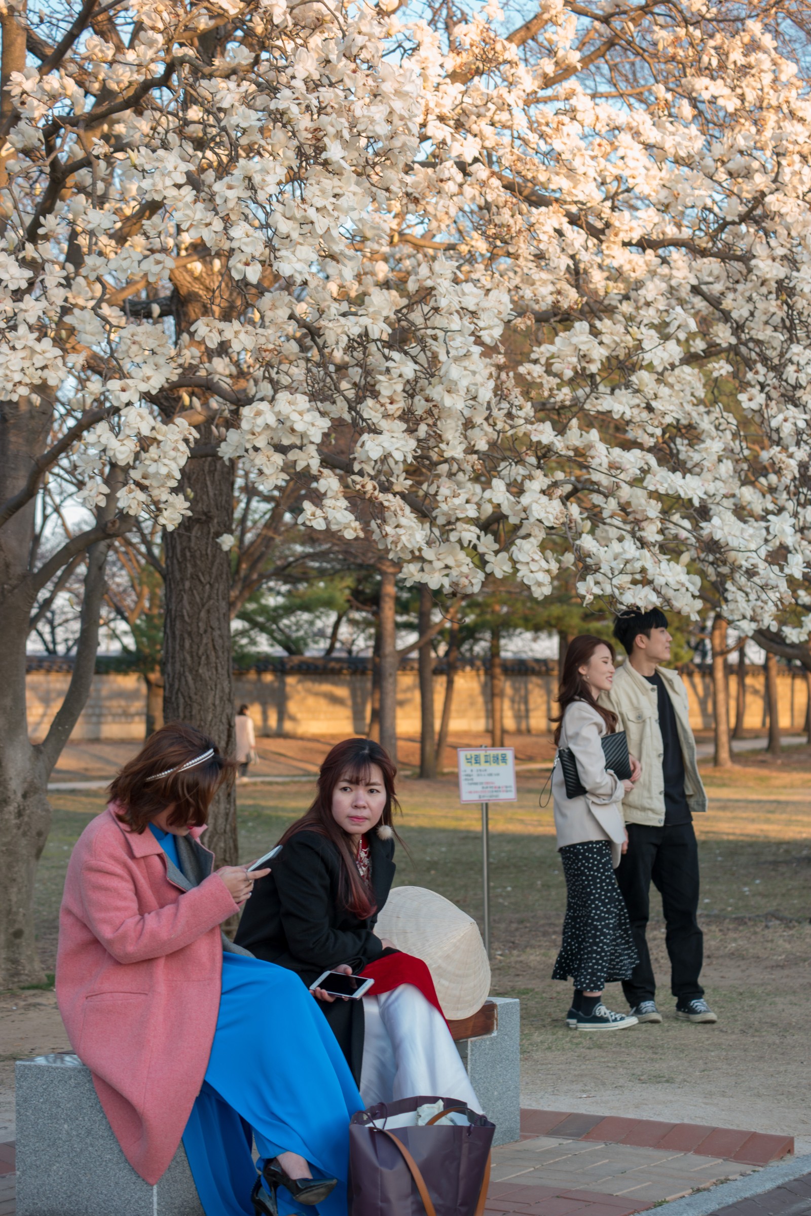 대릉원(2019년 봄)