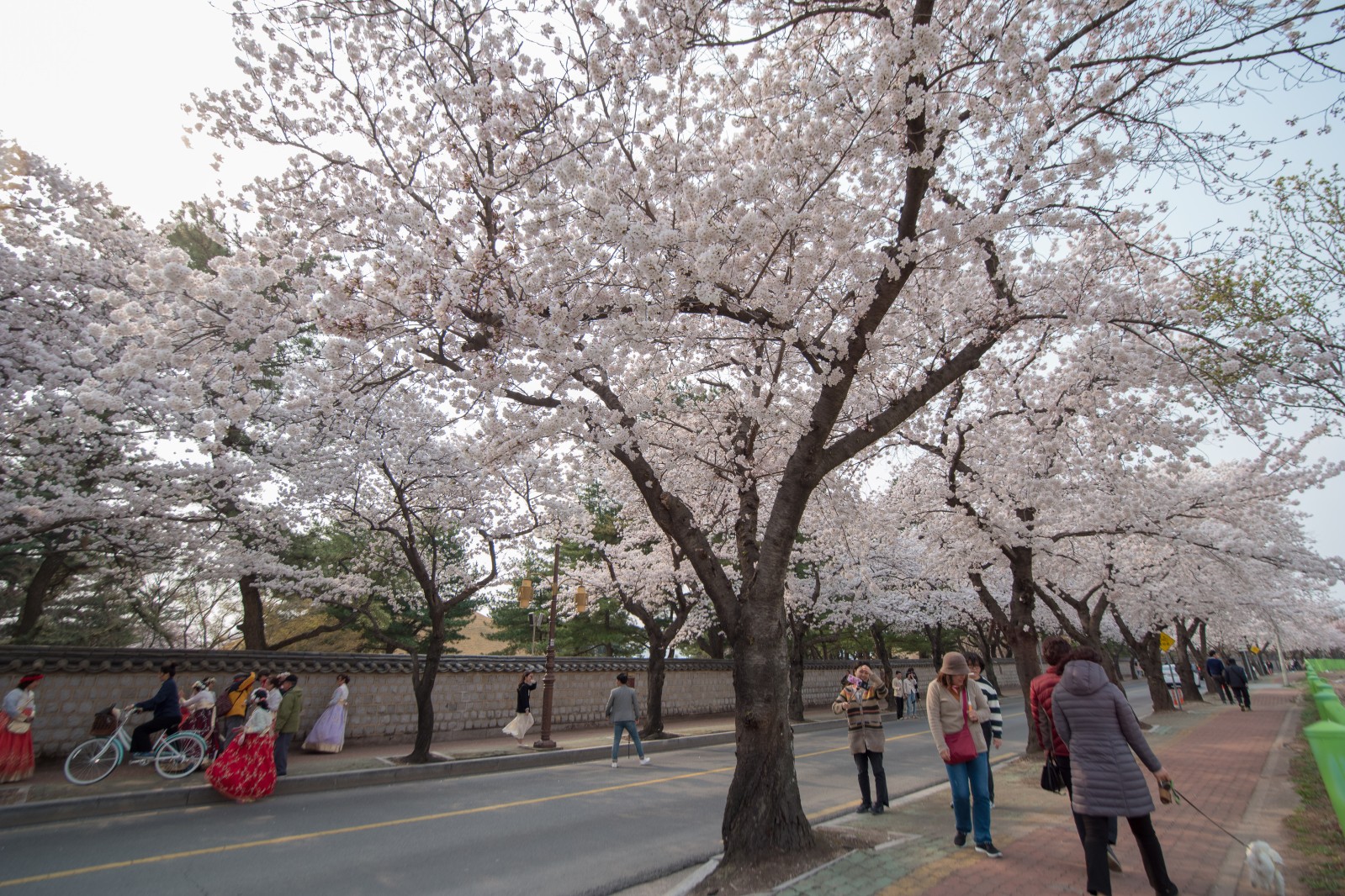 대릉원(2019년 봄)