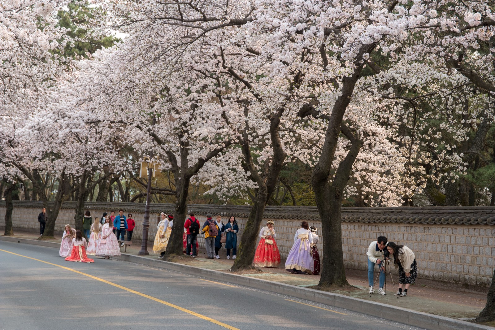 대릉원(2019년 봄)