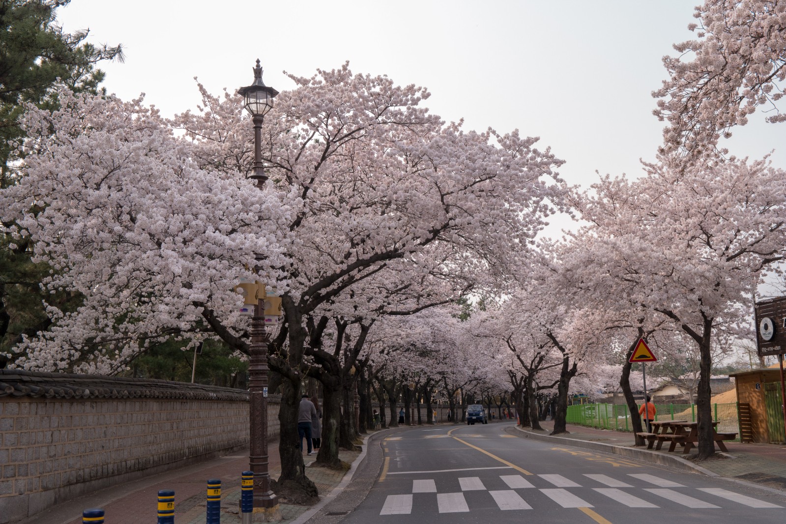 대릉원(2019년 봄)