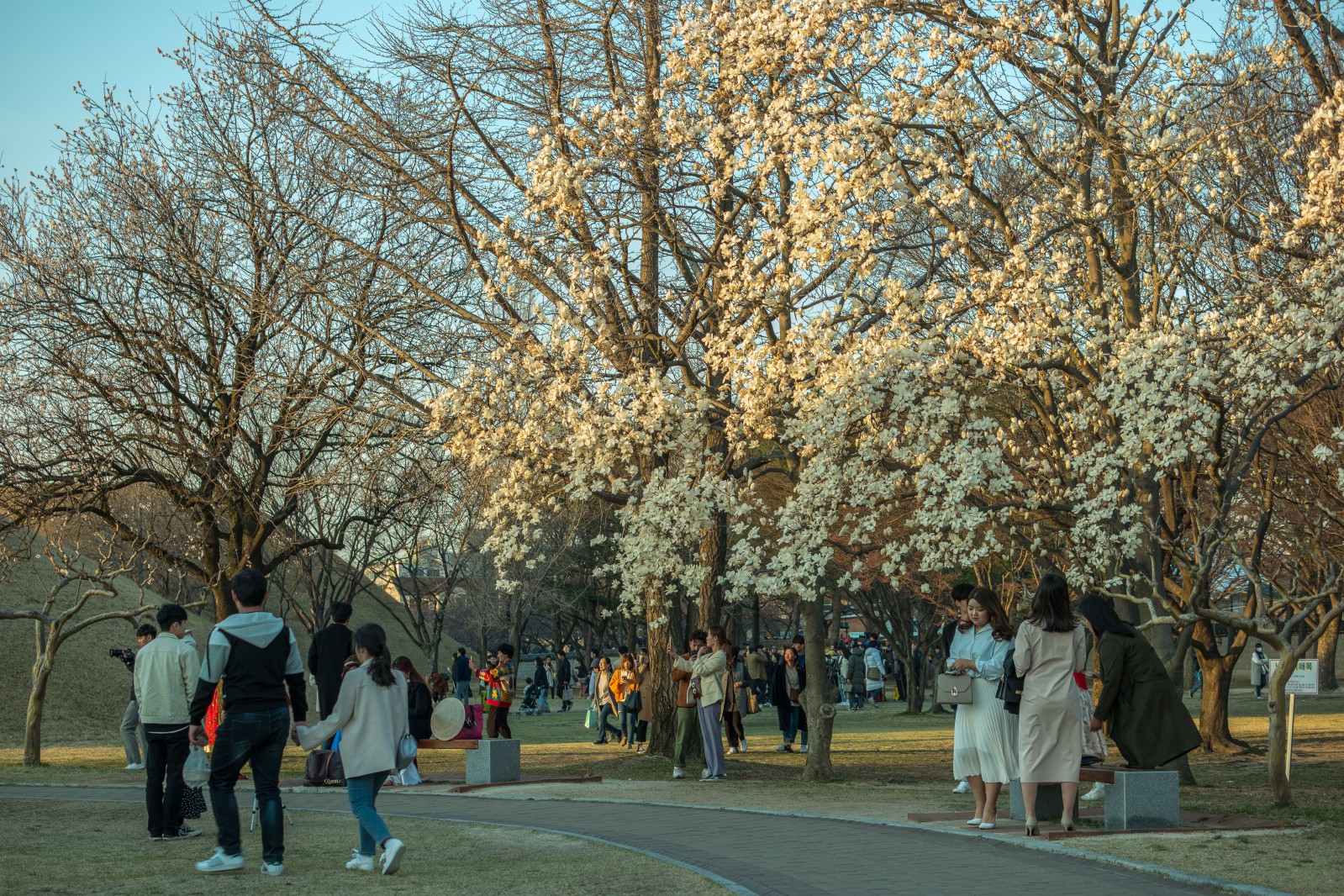 대릉원(2019년 봄)