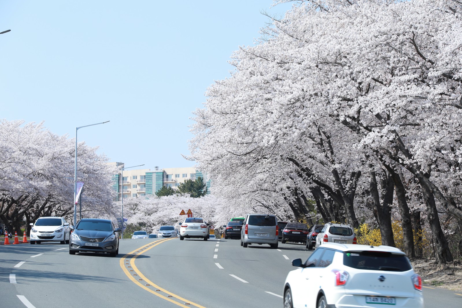 보문단지(2019년 봄)