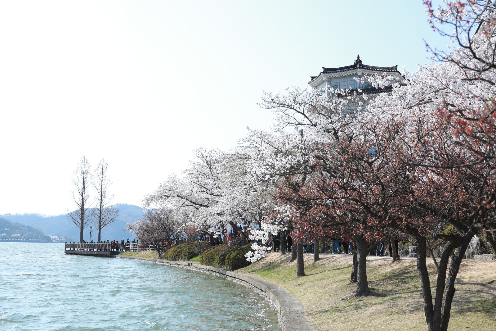 보문단지(2019년 봄)