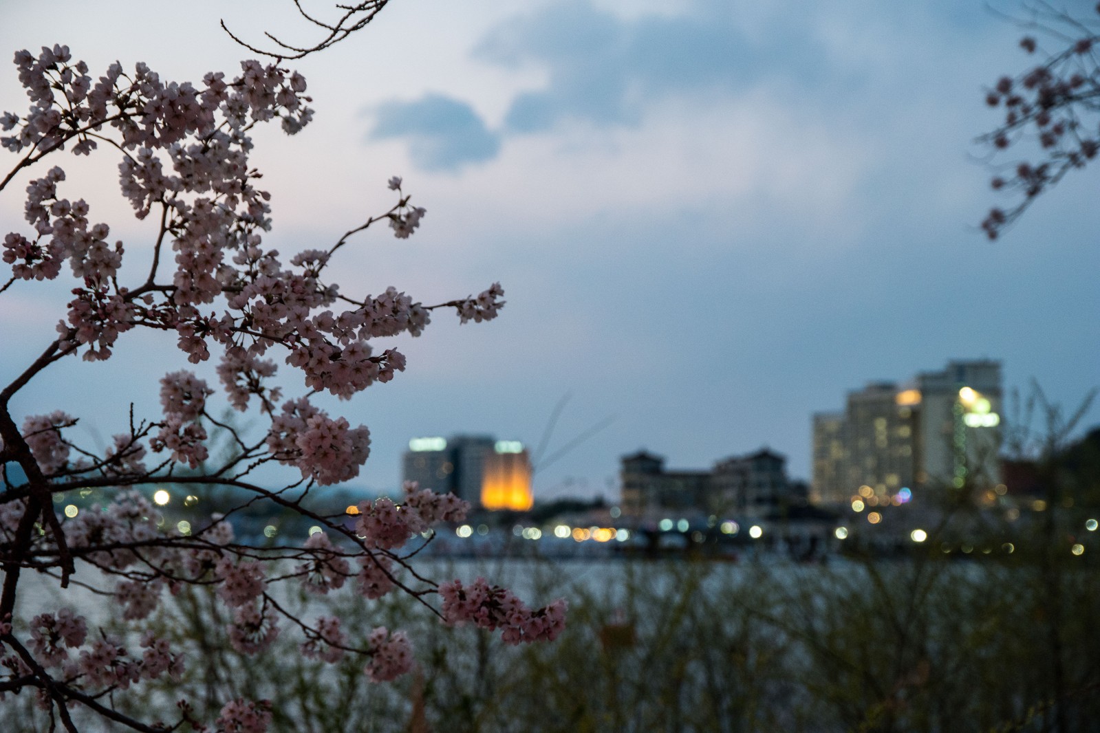 보문단지(2019년 봄)