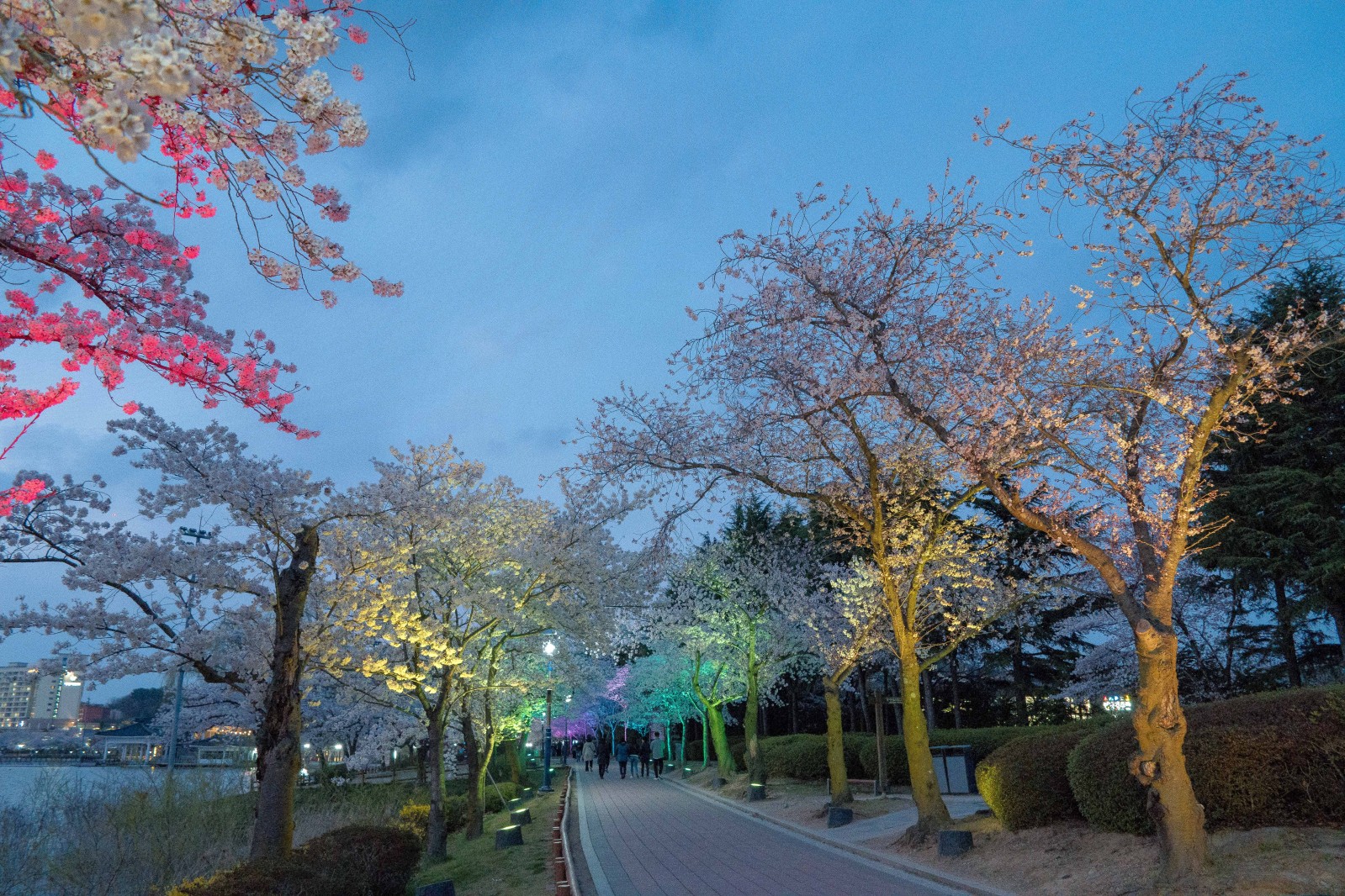 보문단지(2019년 봄)