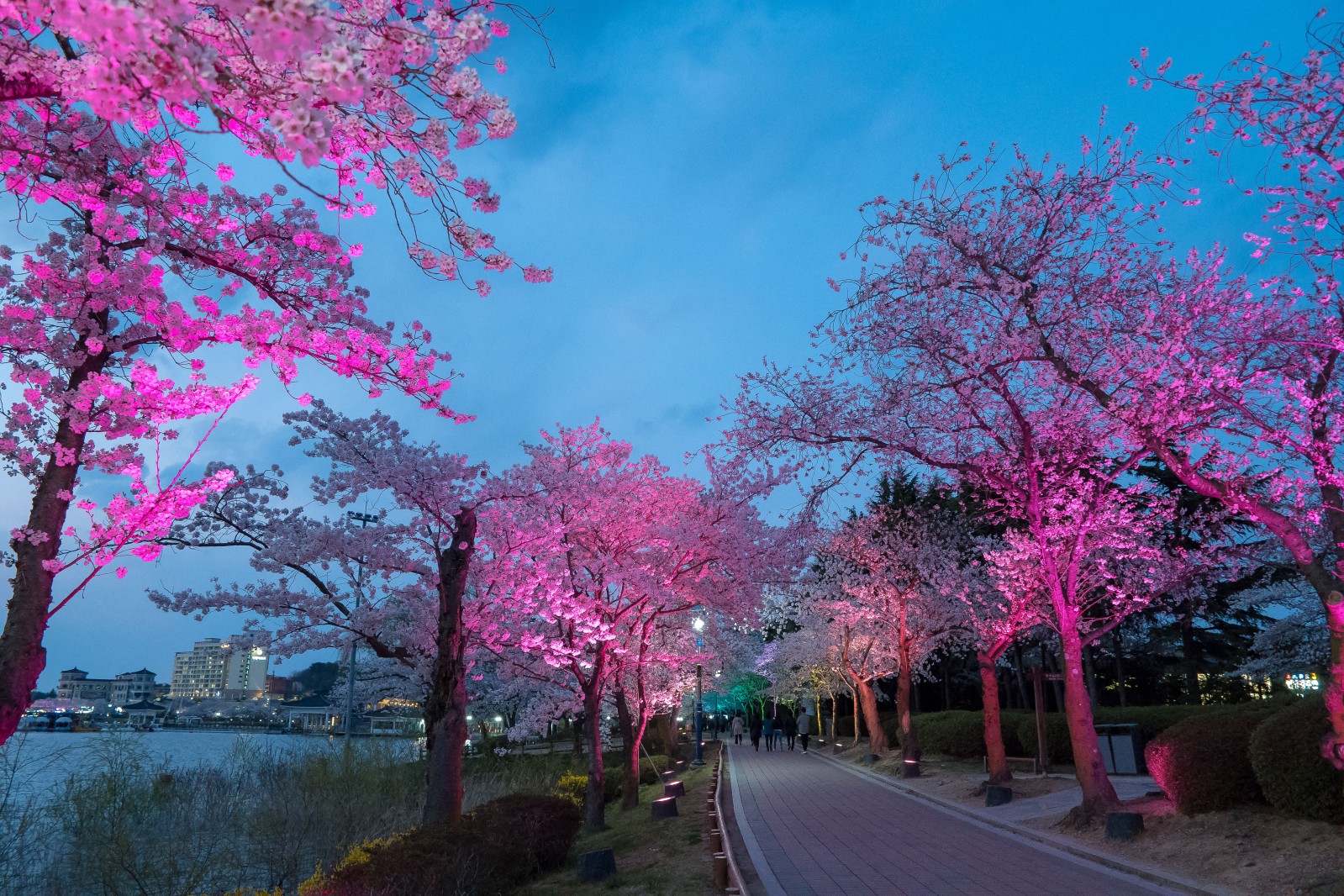 보문단지(2019년 봄)