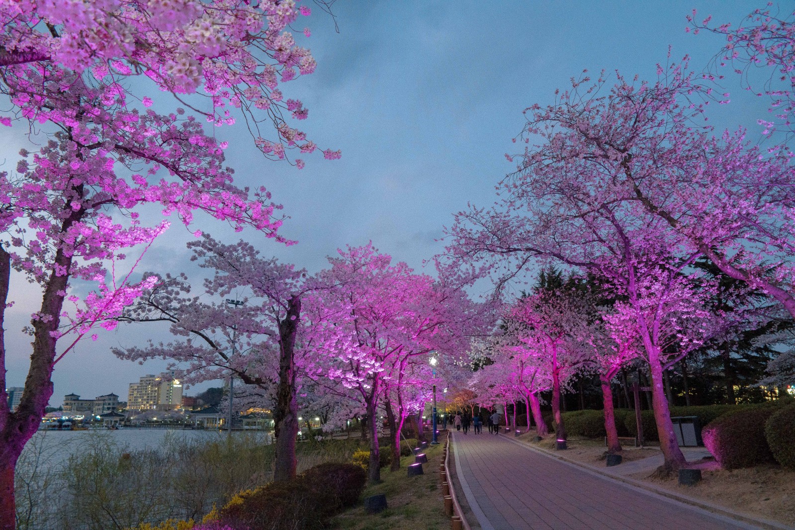 보문단지(2019년 봄)