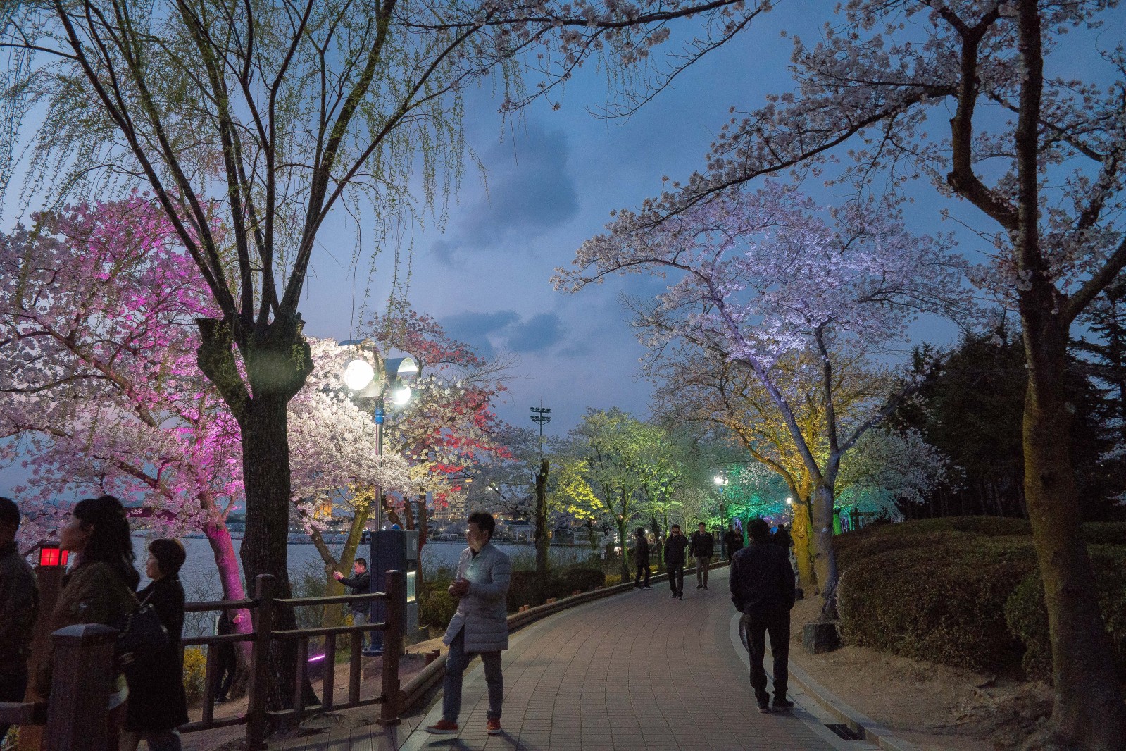 보문단지(2019년 봄)