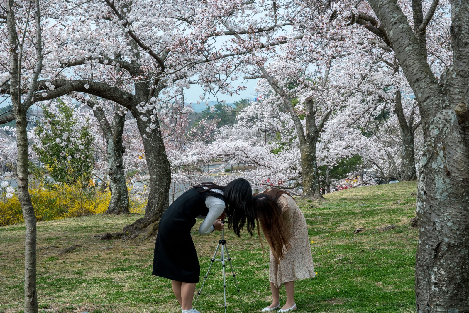 불국사(2019년 봄)
