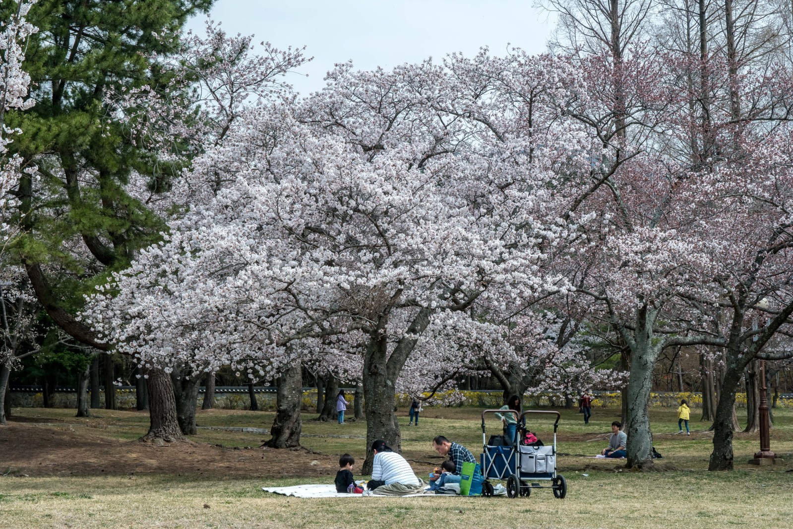 불국사(2019년 봄)