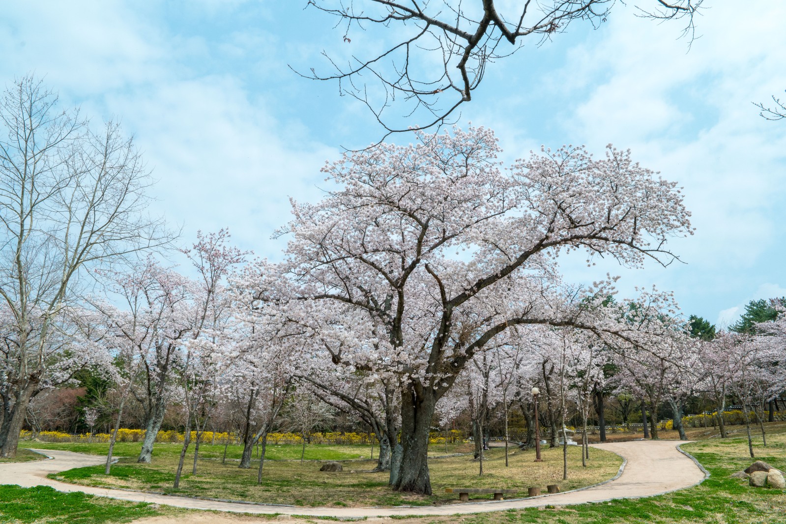 불국사(2019년 봄)