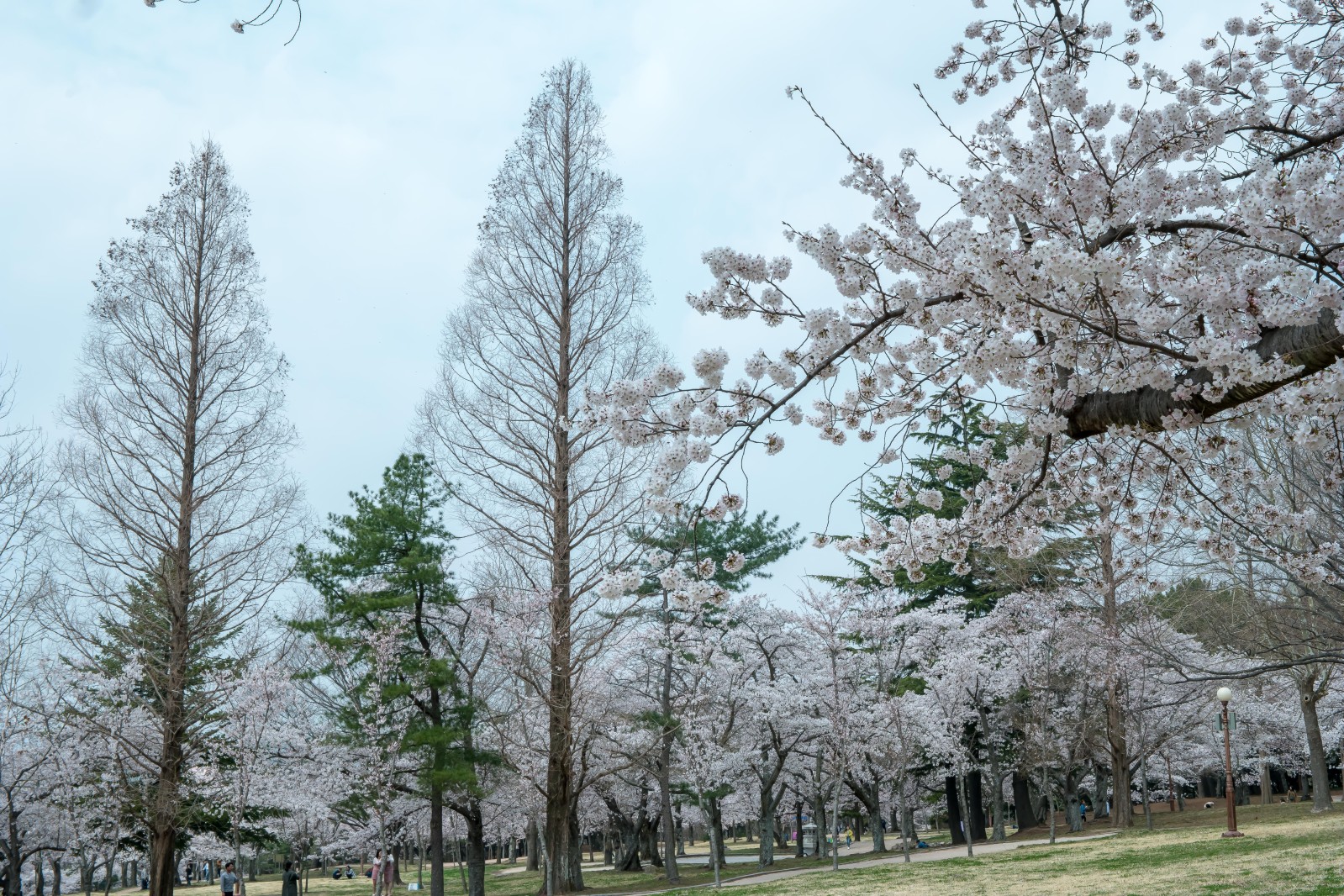 불국사(2019년 봄)