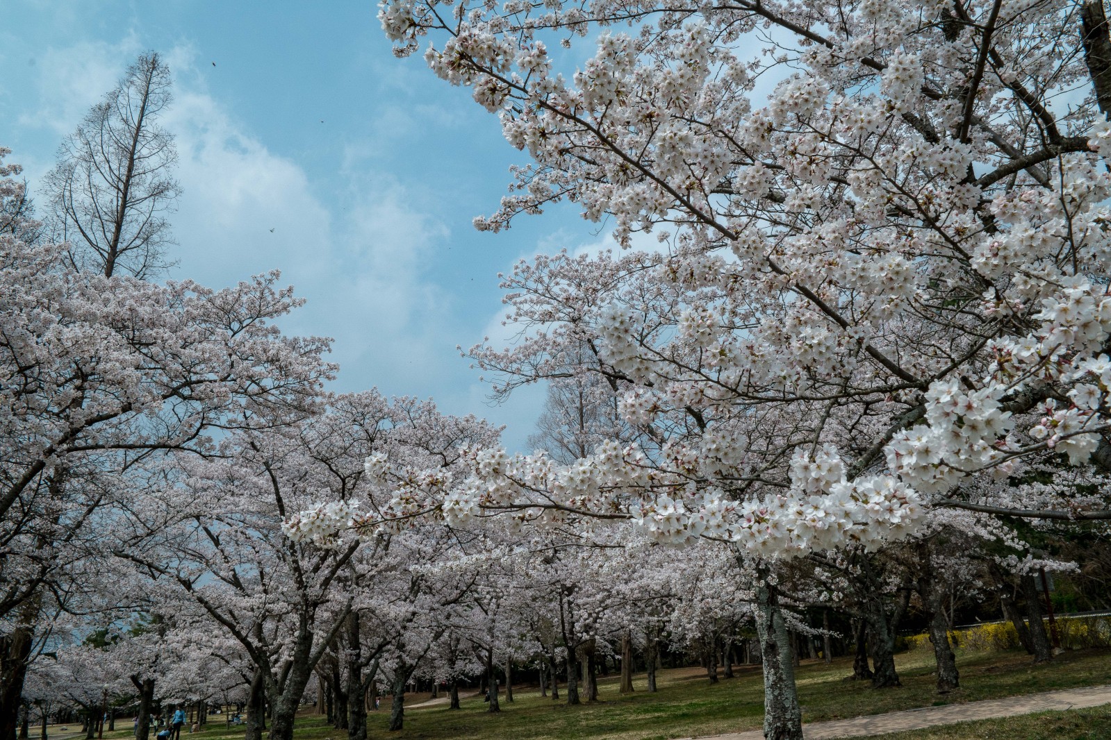 불국사(2019년 봄)