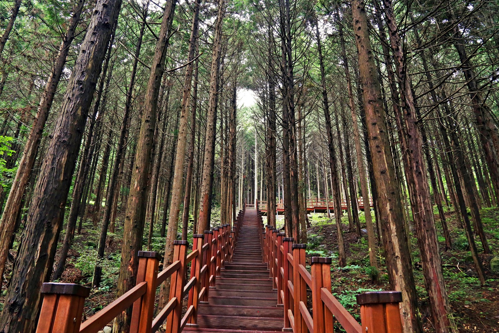 경사진 숲길 입구의 모습