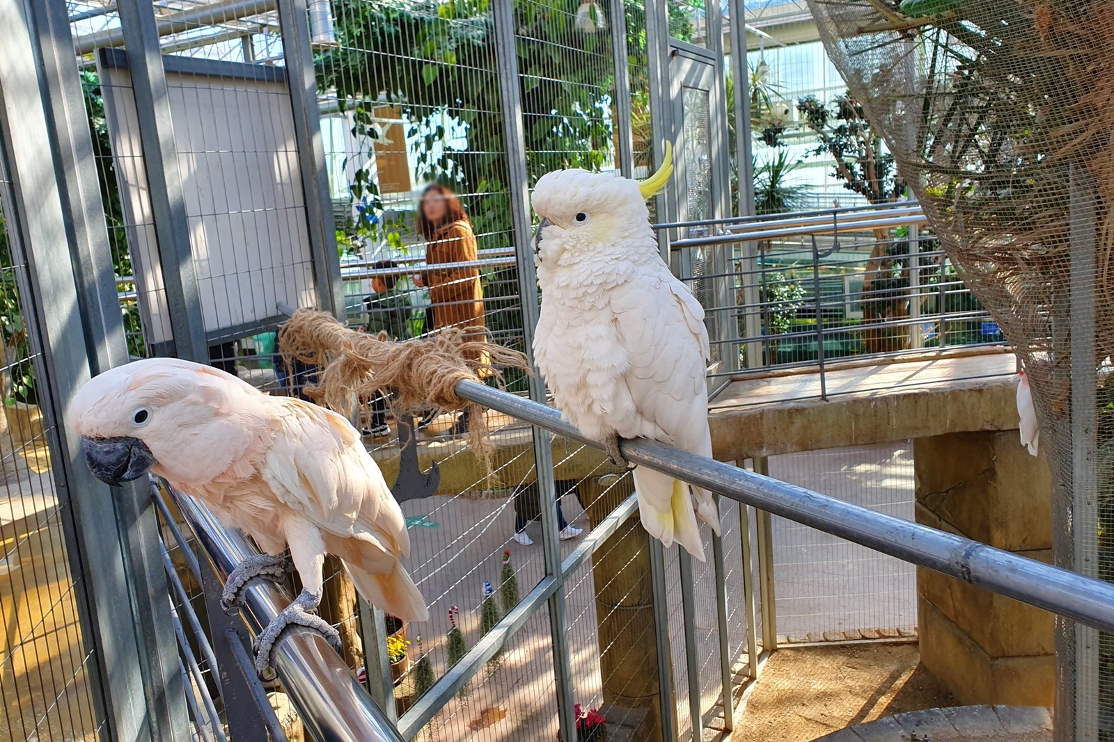봉위에 앉아있는 앵무새 두마리