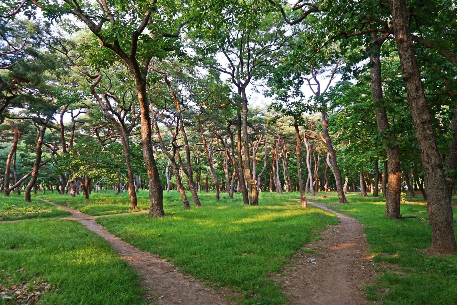 황성공원에 고목이 울창하게 숲을 이룬 모습