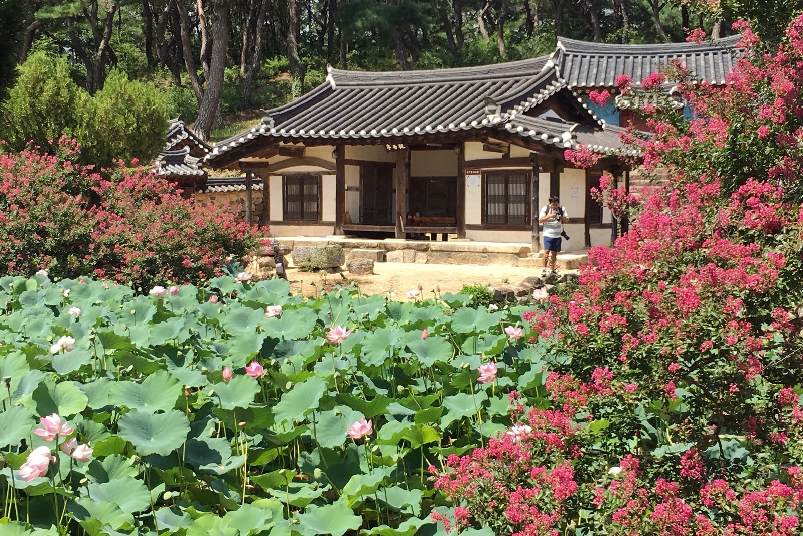 연꽃과 배롱나무 꽃이 핀 종오정 일원