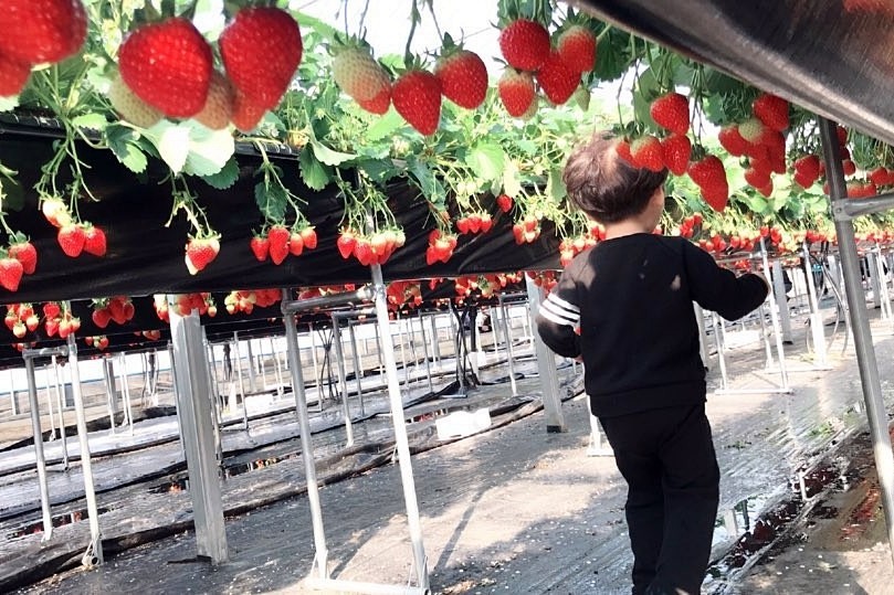 어린이가 딸기체험을 하는 모습