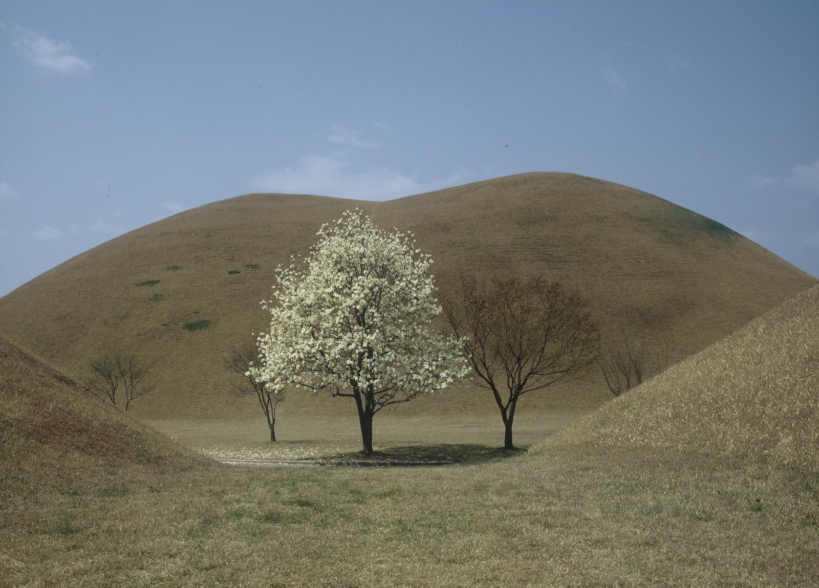내물왕릉,계림,월성지대5
