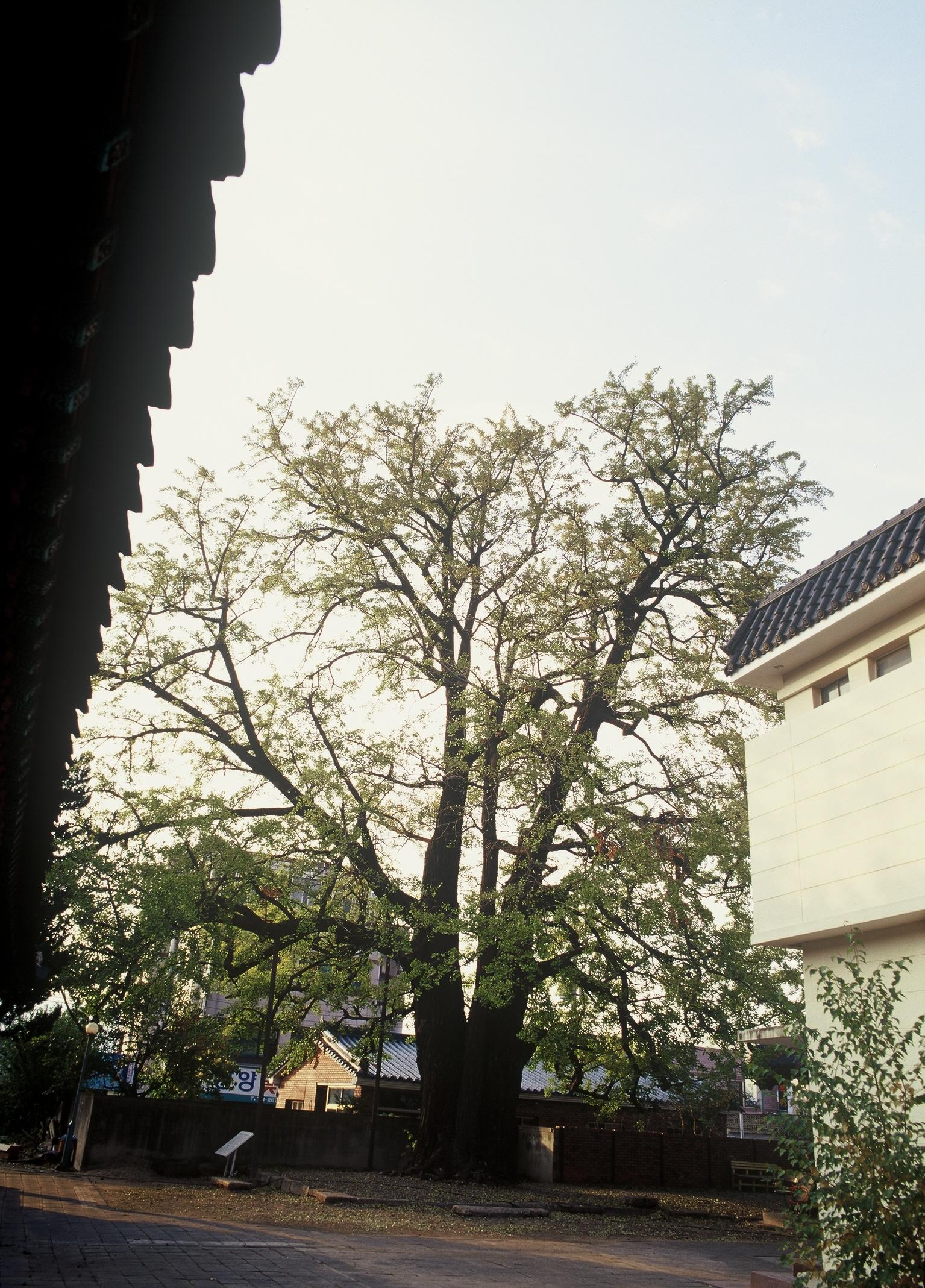 동부동은행나무