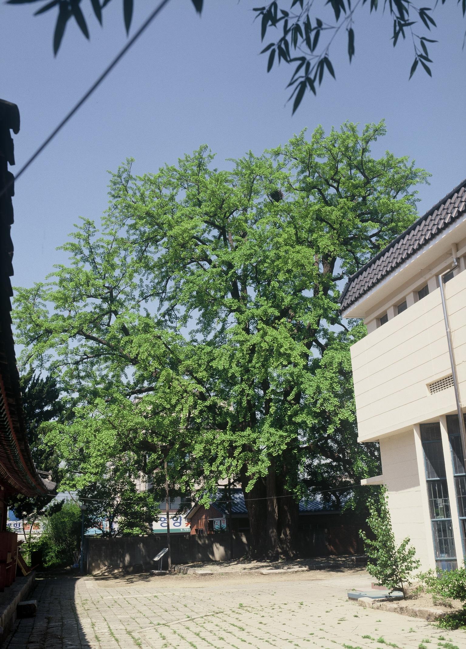 동부동은행나무2