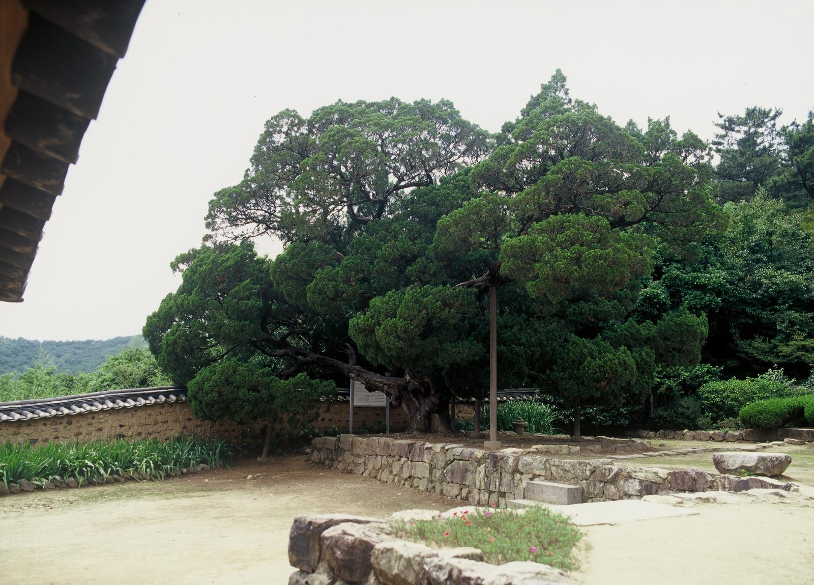 양동마을향나무