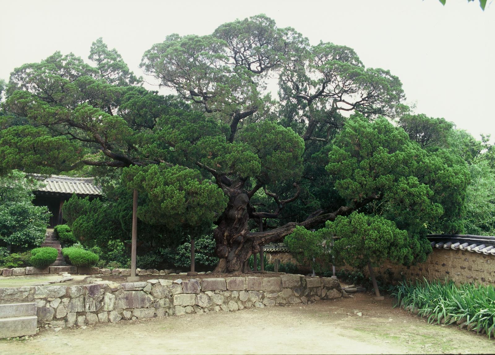 양동마을향나무2