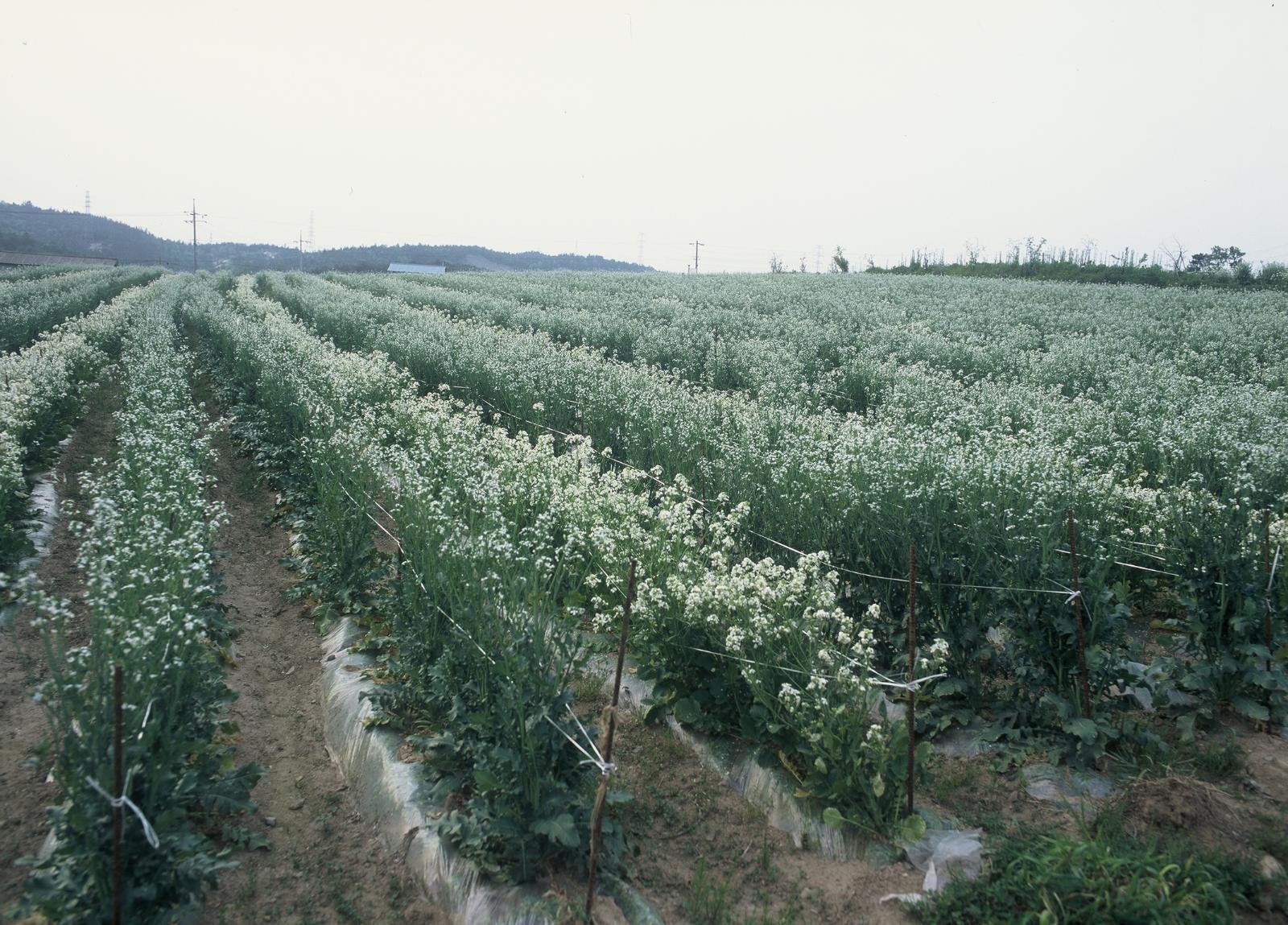 화산리회유토기요지