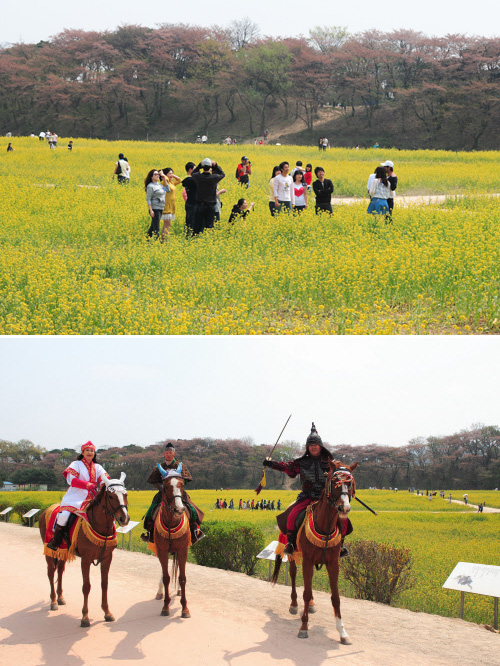 천년고도 경주 노란 유채꽃 만발