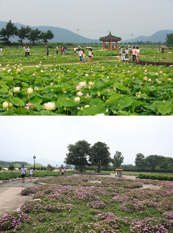 여름 꽃이 활짝 핀 천년고도 경주로 오세요