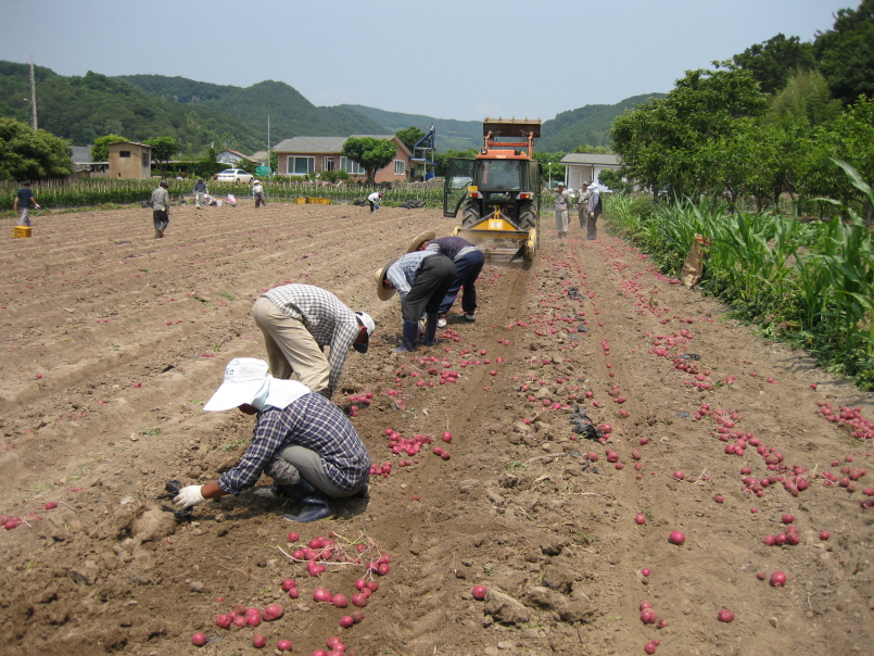 20100624감포감자07.JPG