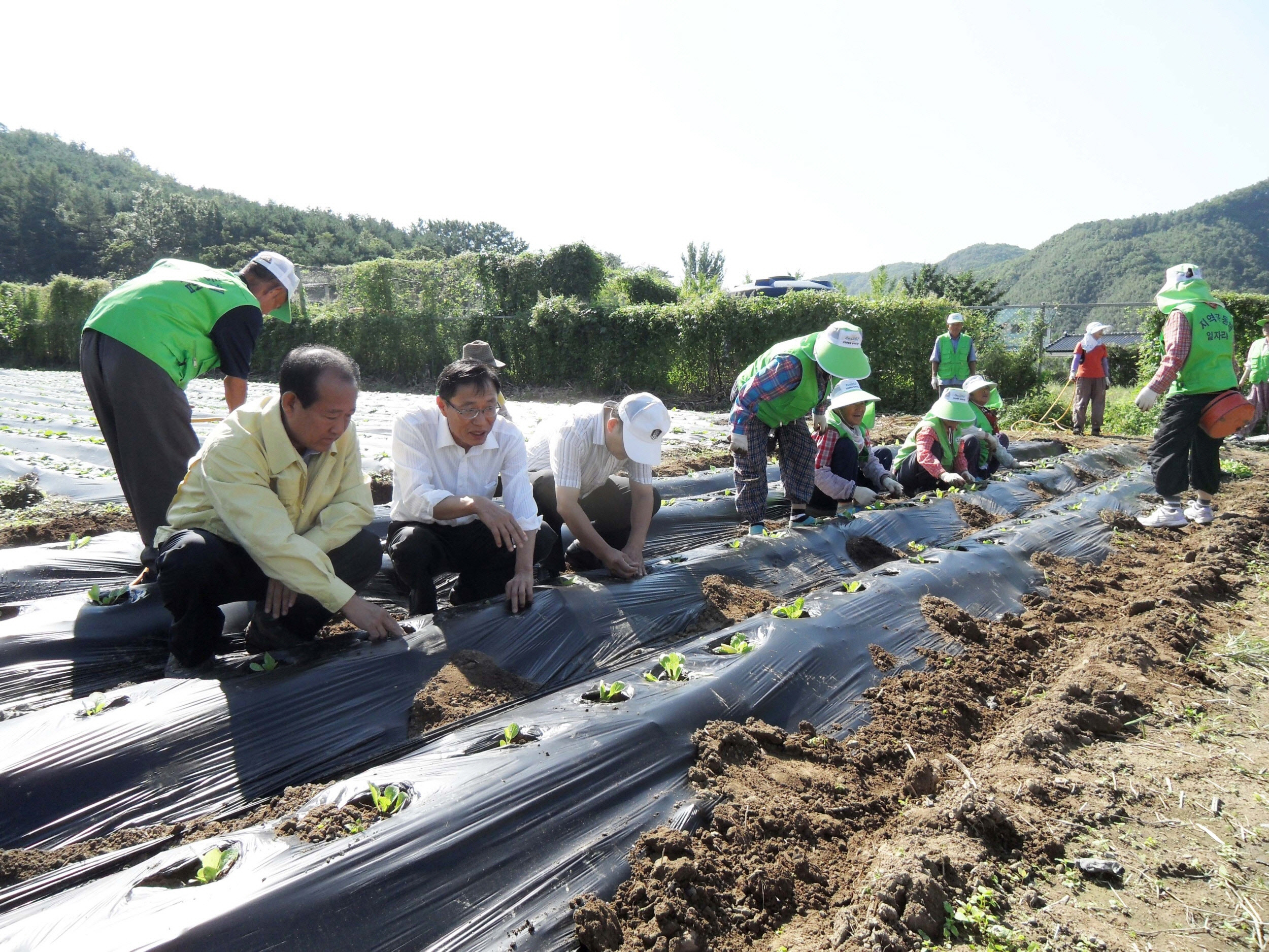 - 사랑의 배추 심었어요 -