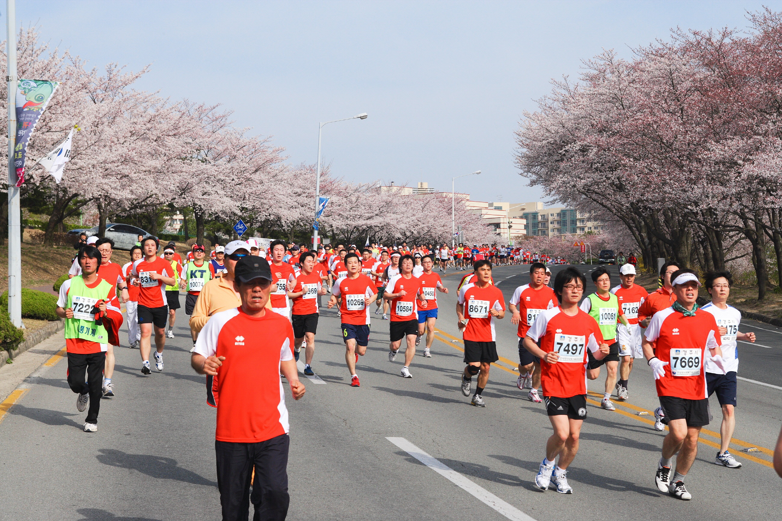바람에 흩날리는 벚꽃물결과 함께 달리는 경주벚꽃마라톤 1만2천명 선착순 모집