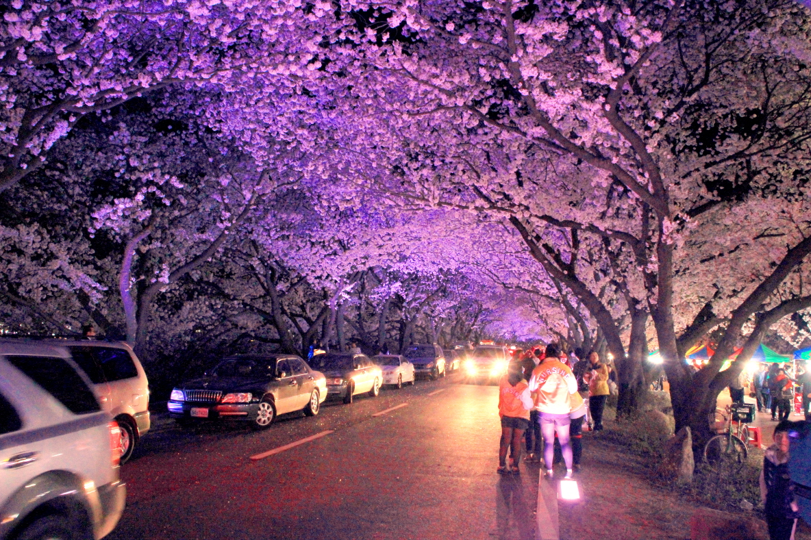 경주의 밤은 야경 벚꽃이 있어 행복하다