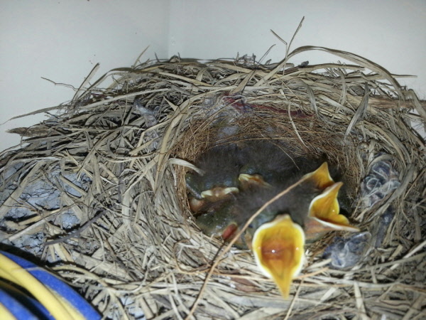 경주버드파크, 반가운 첫 식구‘딱새’둥지 틀어 관심 집중!