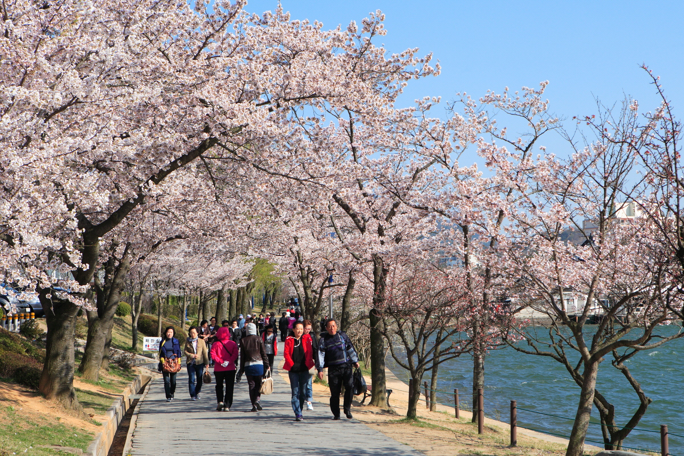 2014 경주 벚꽃 축제