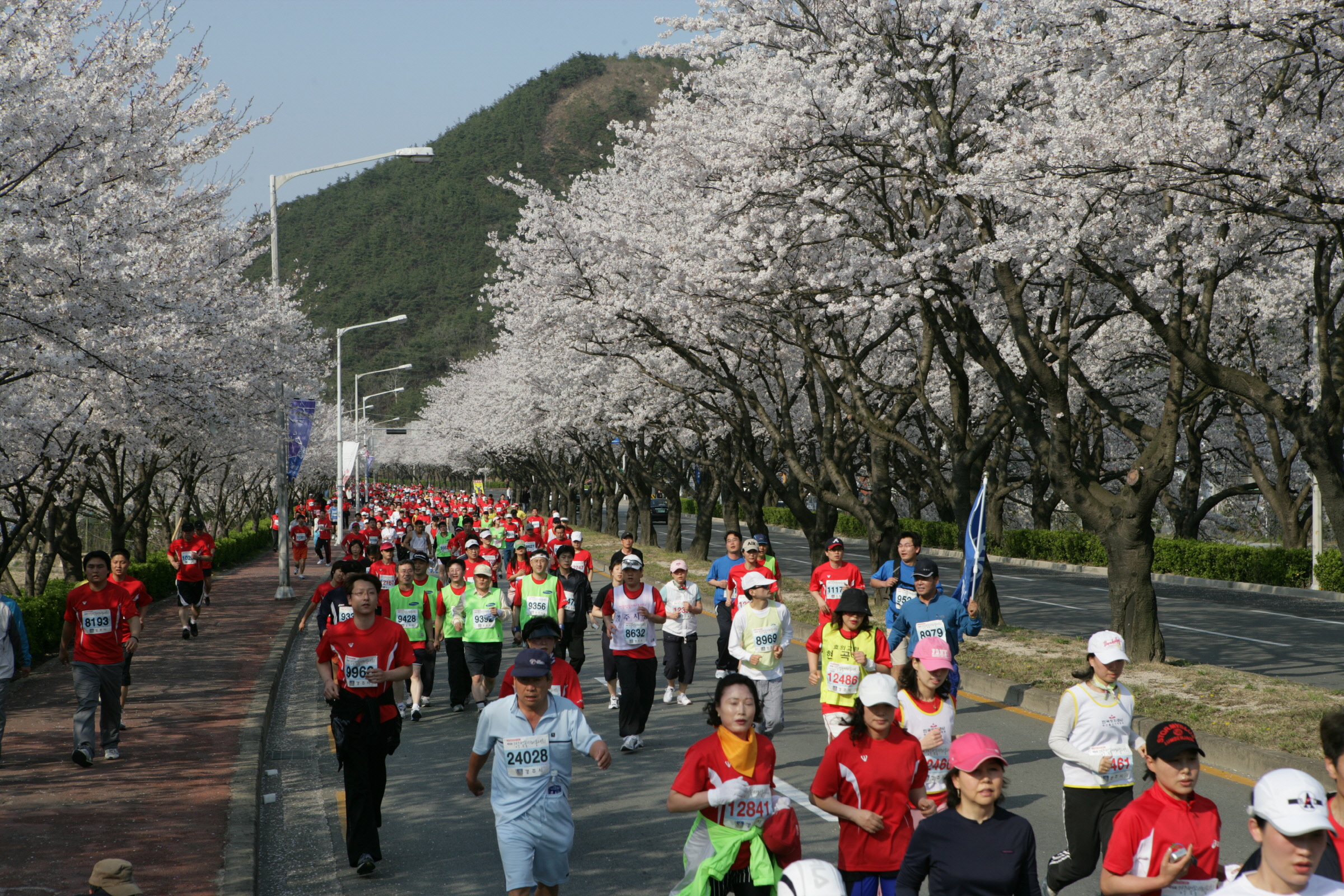 경주벚꽃마라톤대회 31개국 참가 , 국제적인 대회로 거듭나